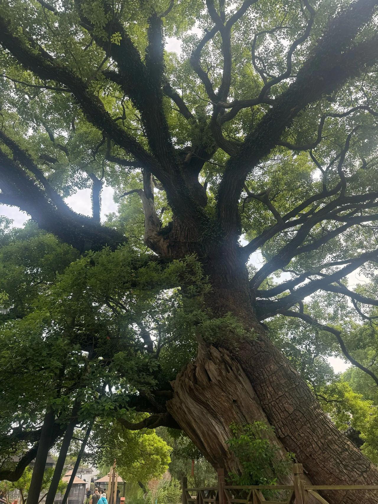 ◆种子的哲学

作者: 黄永强

一颗种子
在地底下
同时听见了两个声音

一个