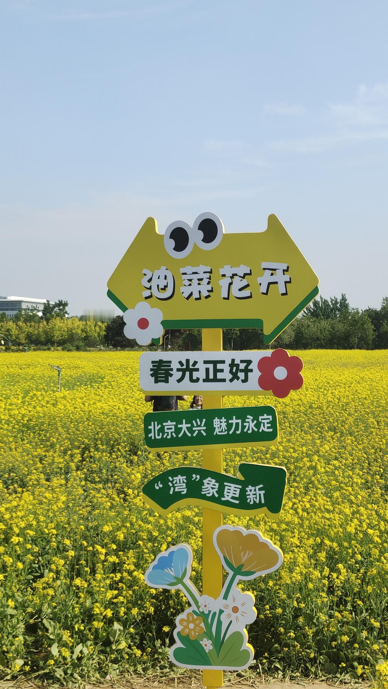 北京大兴人别再乱跑了！家门口的免费油菜花海，比江南还美！
 
我在大兴永定公园挖