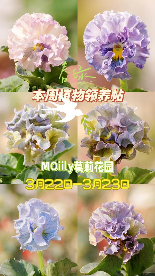 佛山【德古拉、礼服】角堇免费领❗️❗️❗️