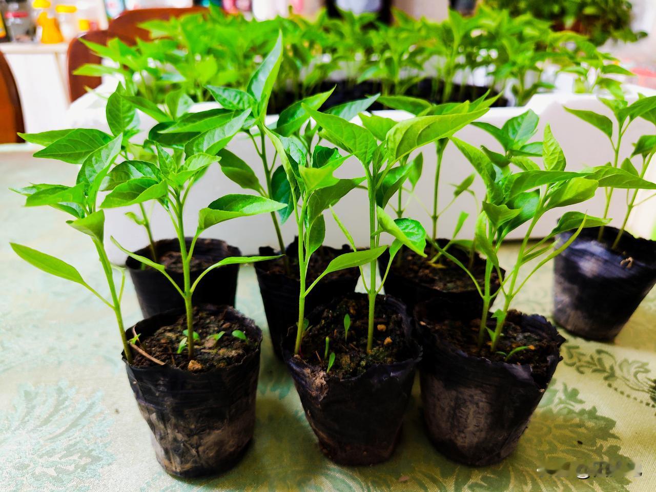 清明至谷雨这段时间，是各种瓜果蔬菜移栽黄金期，今天开始移栽辣椒。

先起垄，垄高