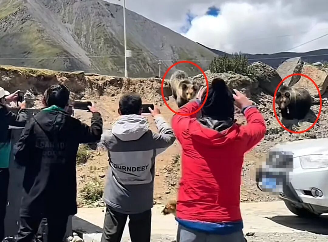 女子不知危险近距离接触藏马熊很多人莫名其妙作死。假如你在法医学期刊看过被熊袭击致