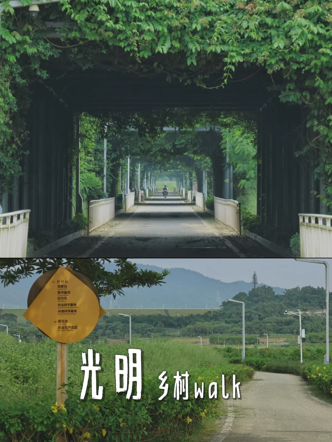 我在光明的田野里 发现了一个植物隧道
