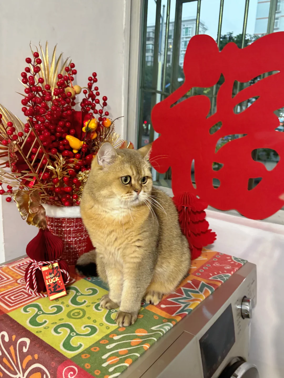 过年的氛围感这不就来了吗