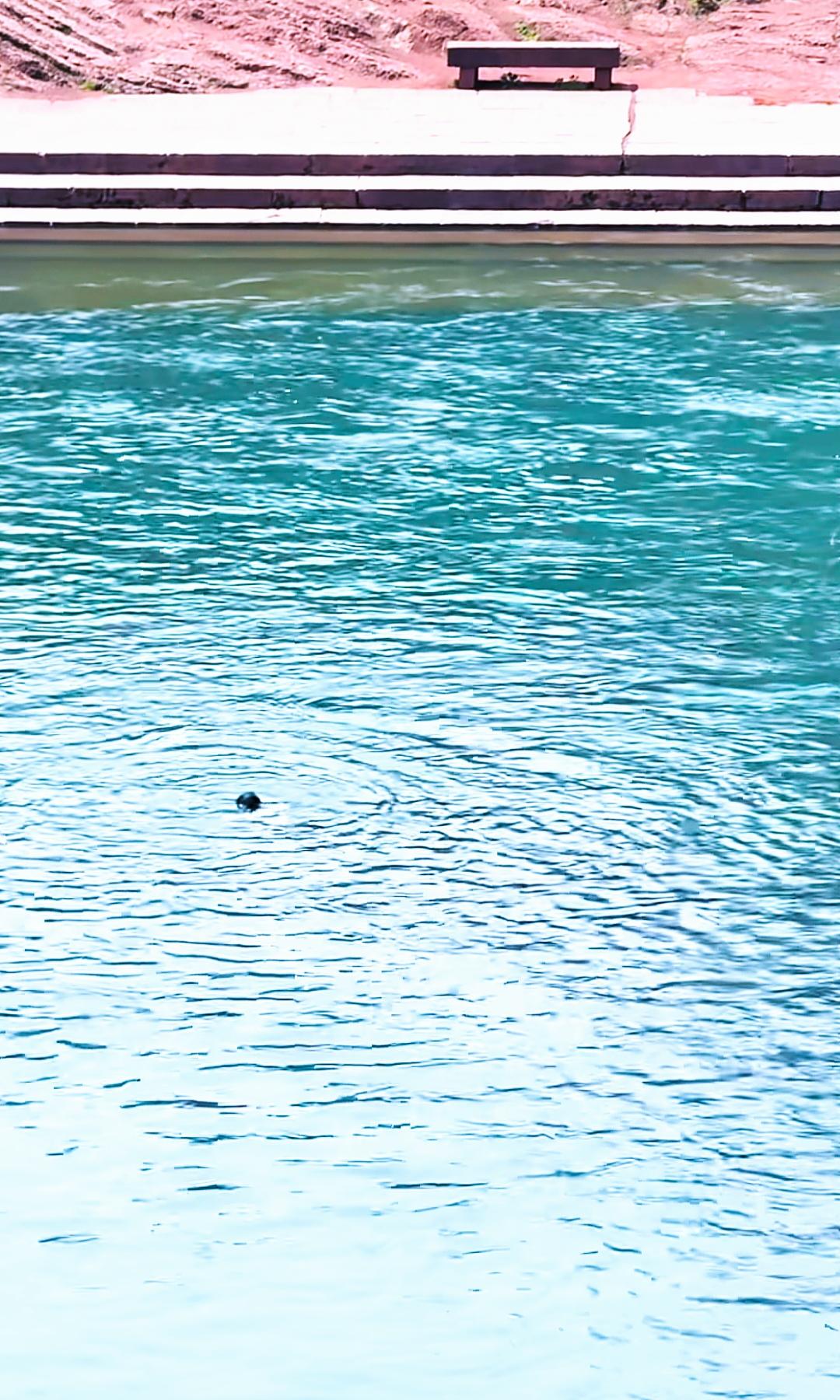 近日，凤凰古城发生惊险一幕：一名佩戴饰品的小孩不慎坠入沱江。危急时刻，附近船只迅