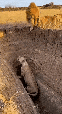 这才叫有难同当，有福同享～[捂脸]