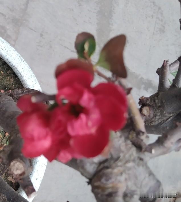 梅花耐不住寂寞，又开了，它一年到底可以开几次啊？在我的印象中，它好像只开一次吧？