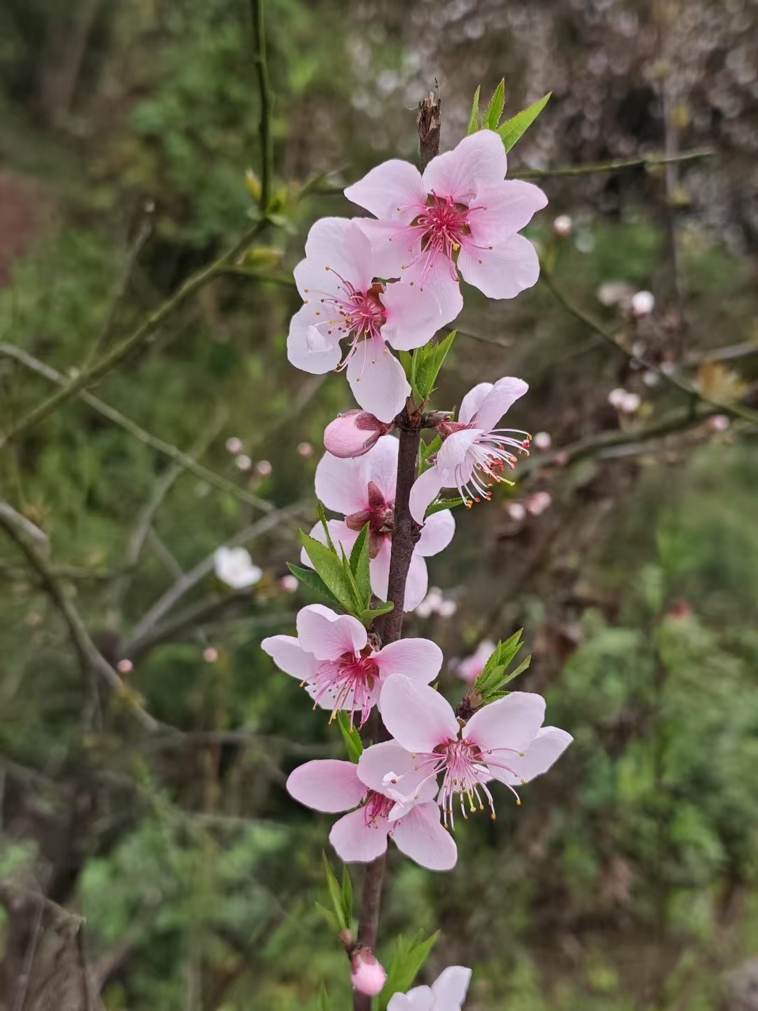 100秒奔赴一场繁花盛开春回大地，百花齐放，愿你在这温柔的季节里，心情也如春光般