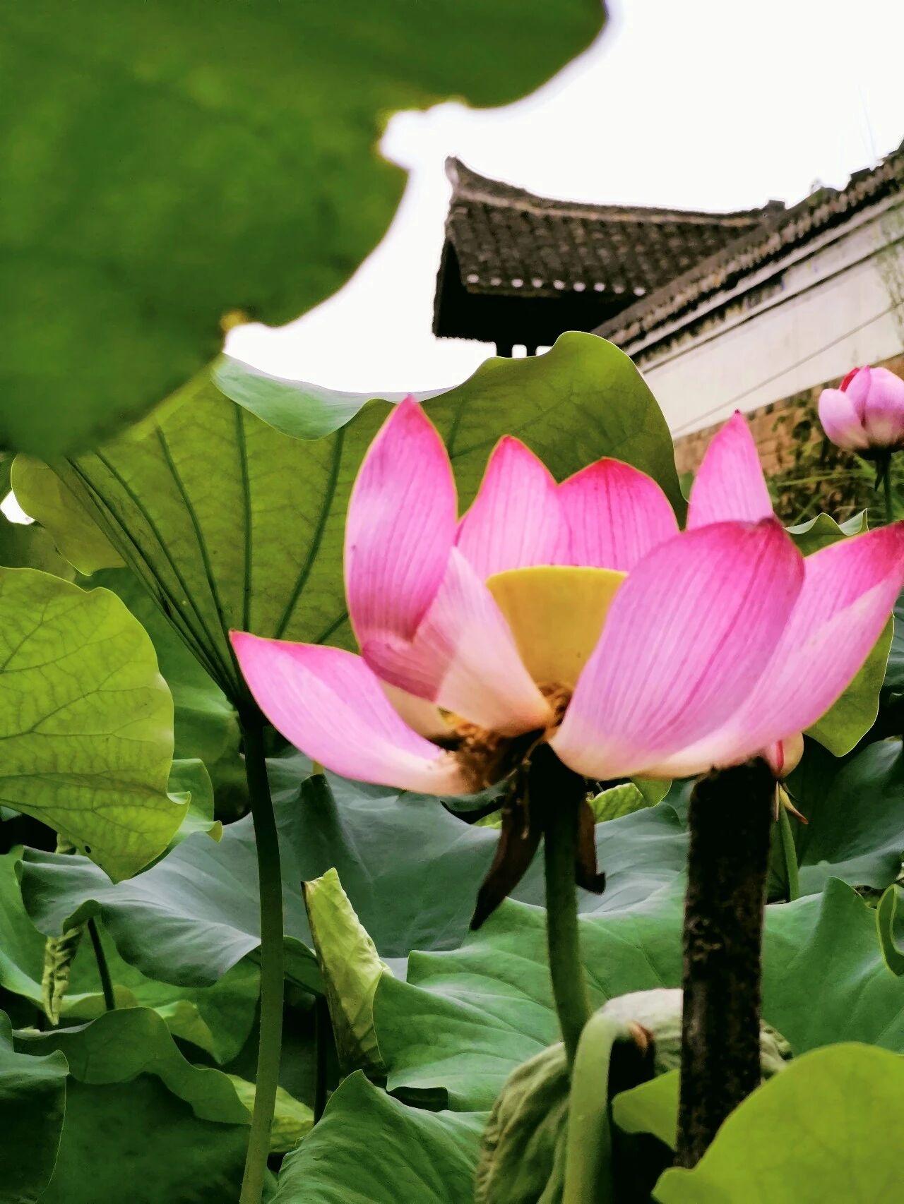 忆江南 · 家山美

家山美，
风雨一时春。
水绕山环阳路阔，
烟藏花发石泉神。