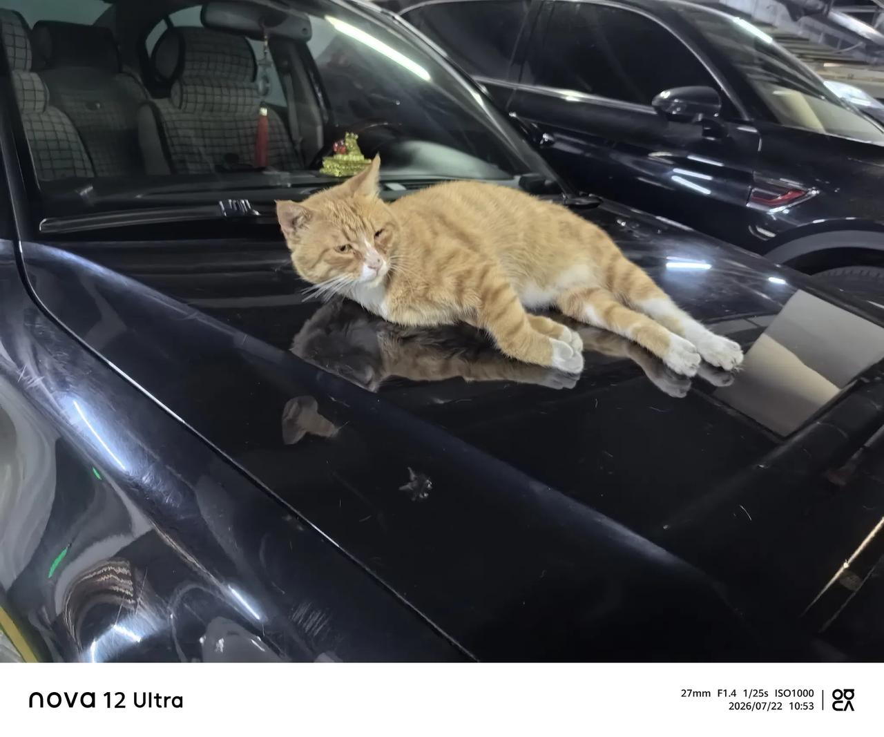 流浪猫卧在车上就不走，咋整？