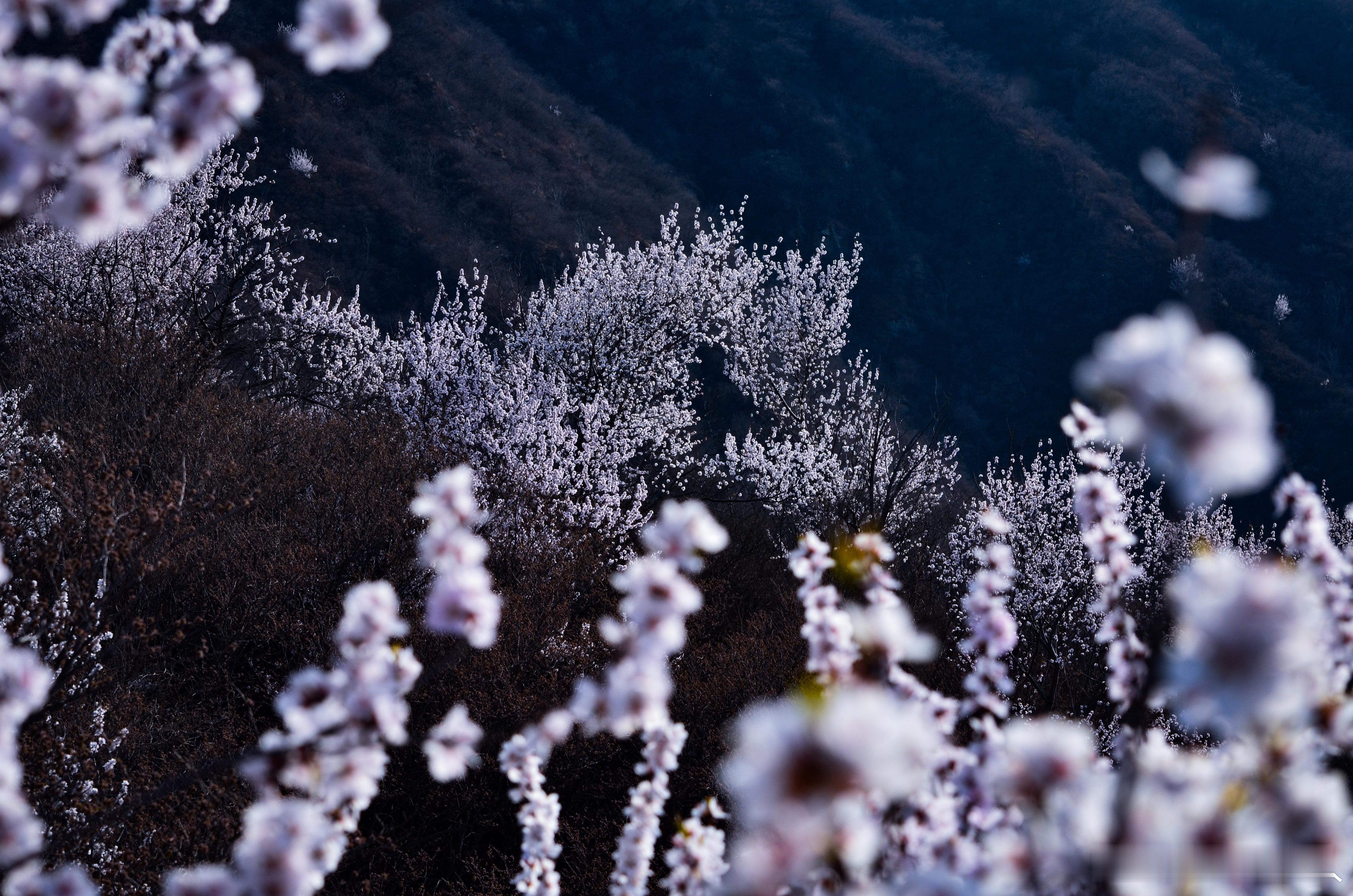 春日山花烂漫，最美山野之香峪。摄影​​​