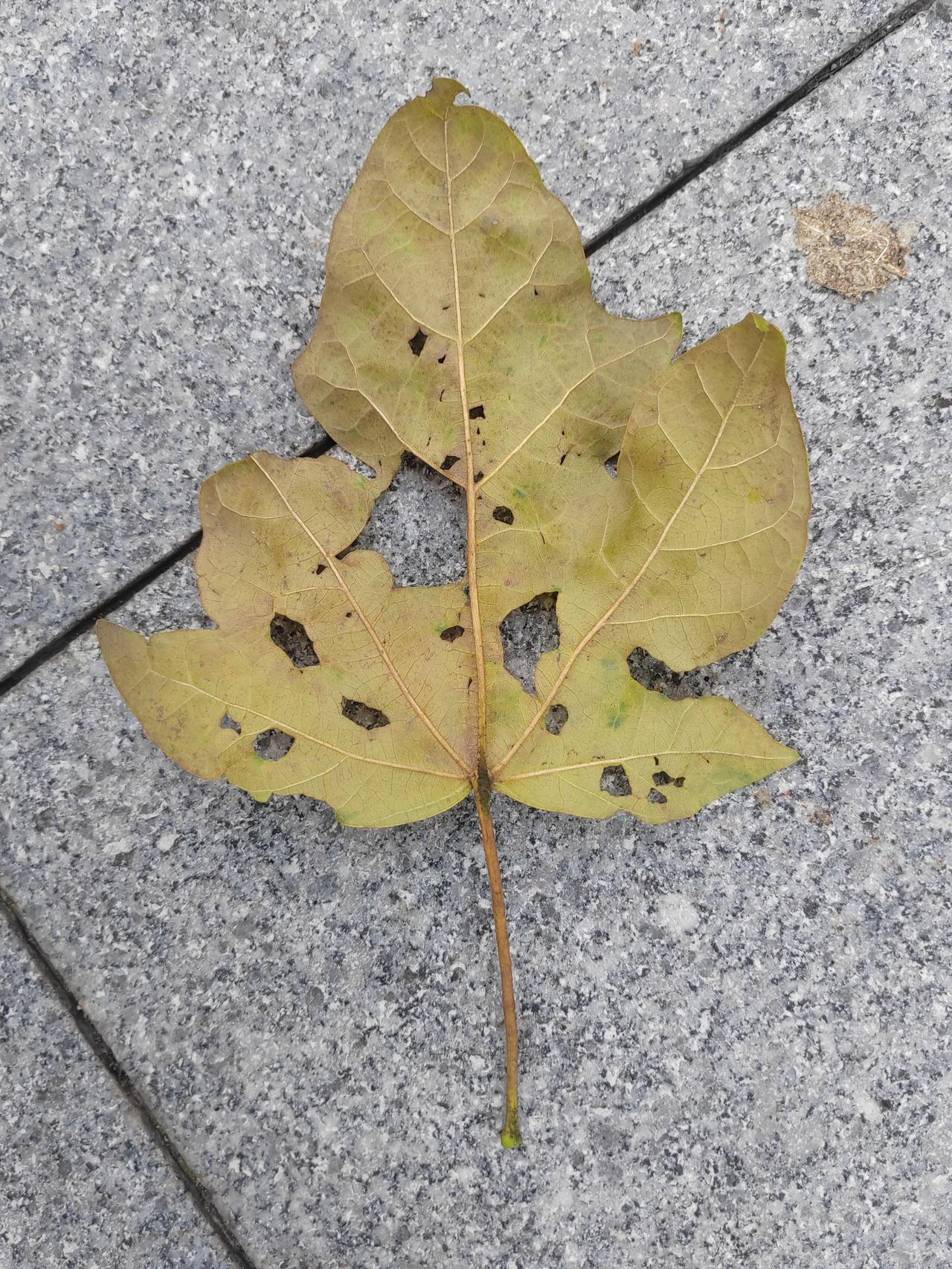 生命的真相

在新生的翠绿中沐浴过春风
在湿润的春风里拥抱过温暖的阳光
在温暖的