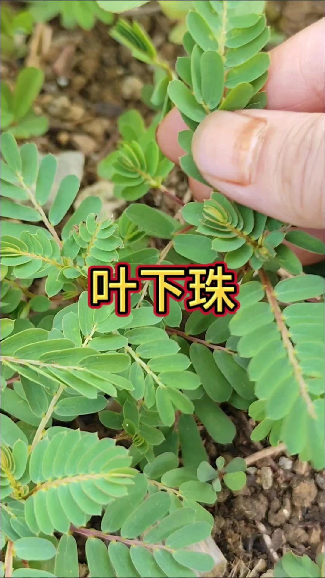 农村常见小草珍珠草，你认识吗？🌿这种农村里很普遍的小草，就是珍珠草，学名叶下珠