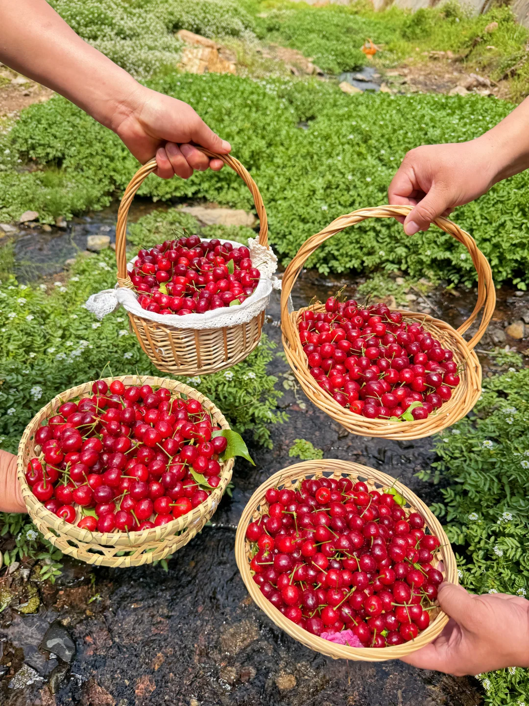春天就要吃纯甜的小樱桃，野炊必备哦！