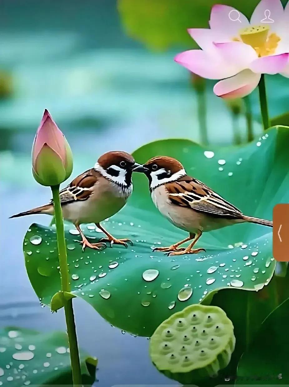 麻雀：
麻雀浴后很漂亮，
花纹清晰可观赏。
莲花池中似宫殿，
谈情说爱好地方。