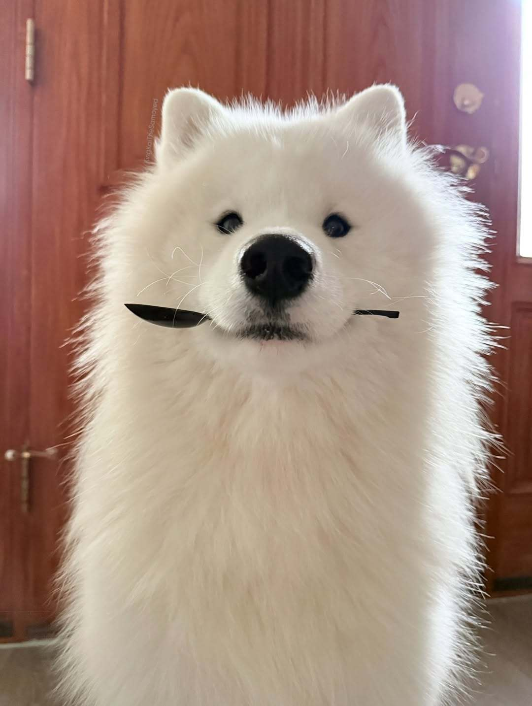 你好，我又来蹭饭了，我只吃一勺 