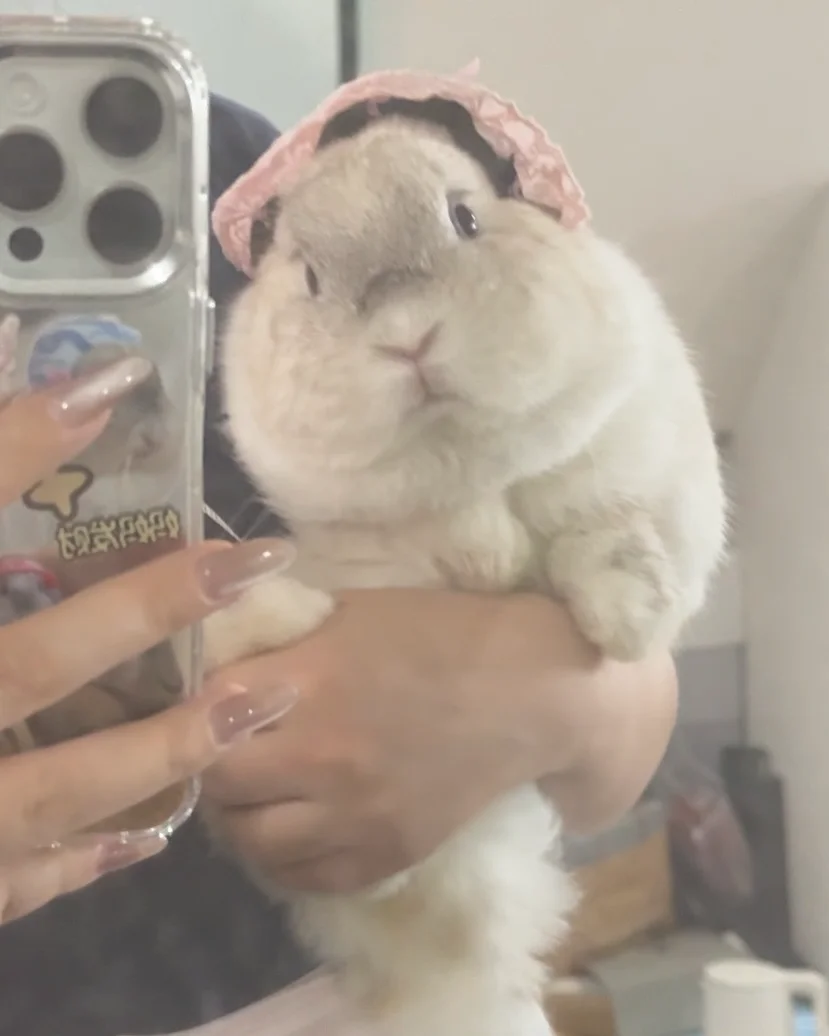 请帮这只小猪选一顶适合她的帽子🧢