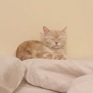这是橘猫沙梨