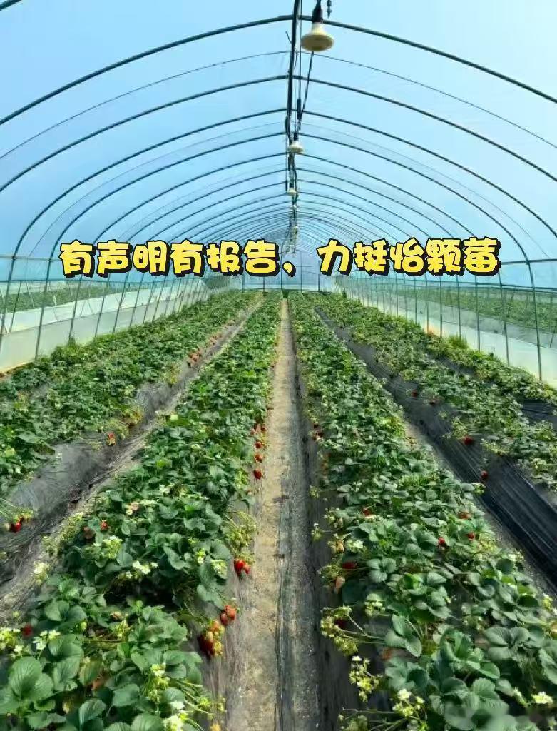 官方澄清条理清楚，产区划分明确，怡颗莓没问题！怡颗莓声明怡颗莓安全怡颗莓维权