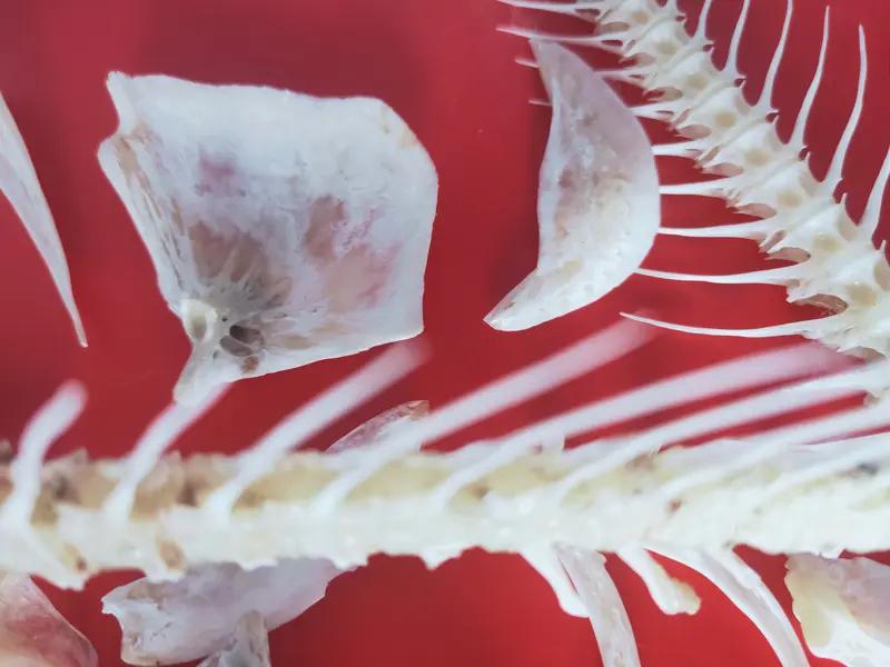 2月20日，过年吃鱼讨个“年年有余”的彩头，可要是不小心，这鲜美也会变麻烦。杭州