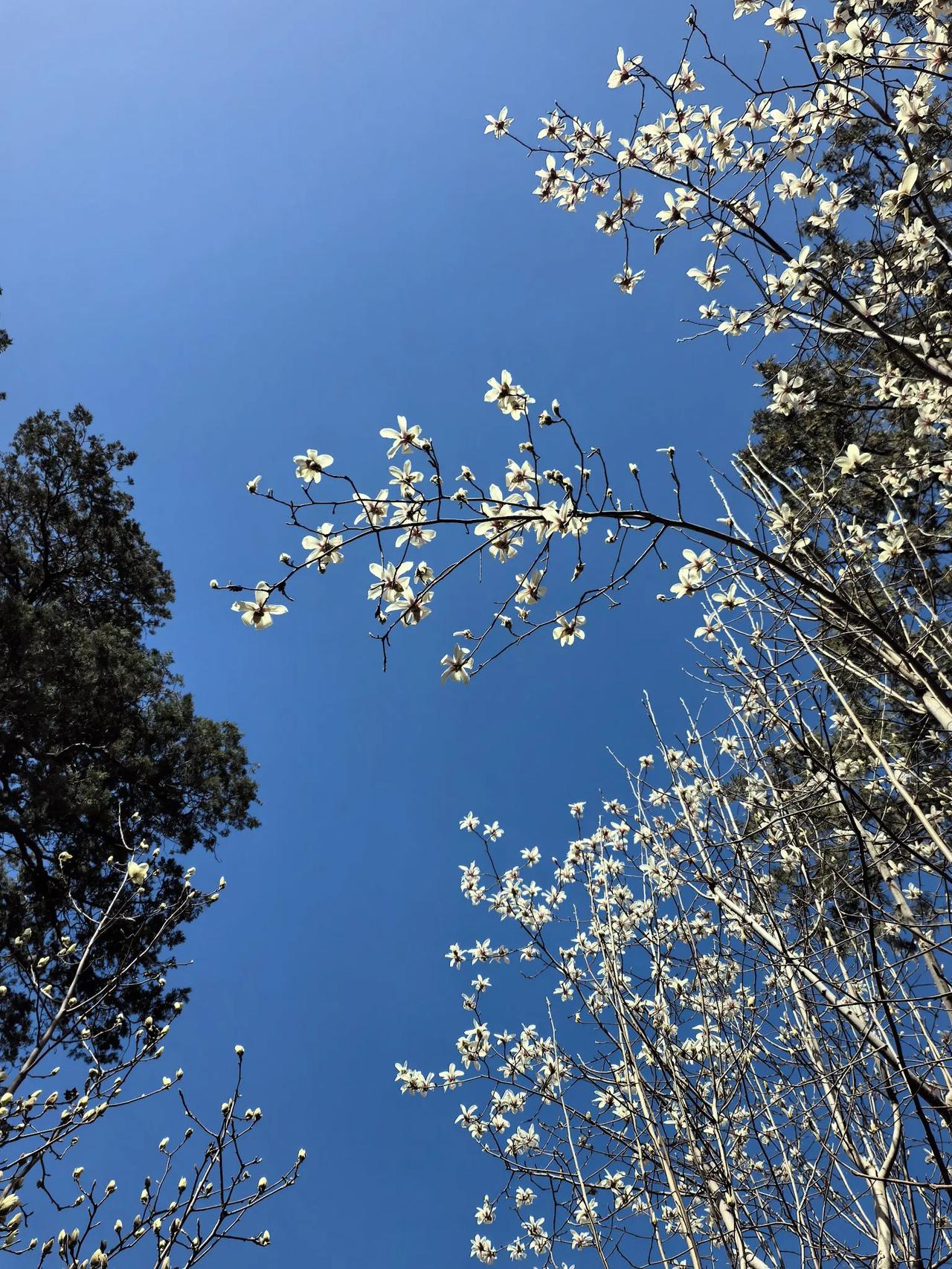 能否分享一张你拍的花卉照片