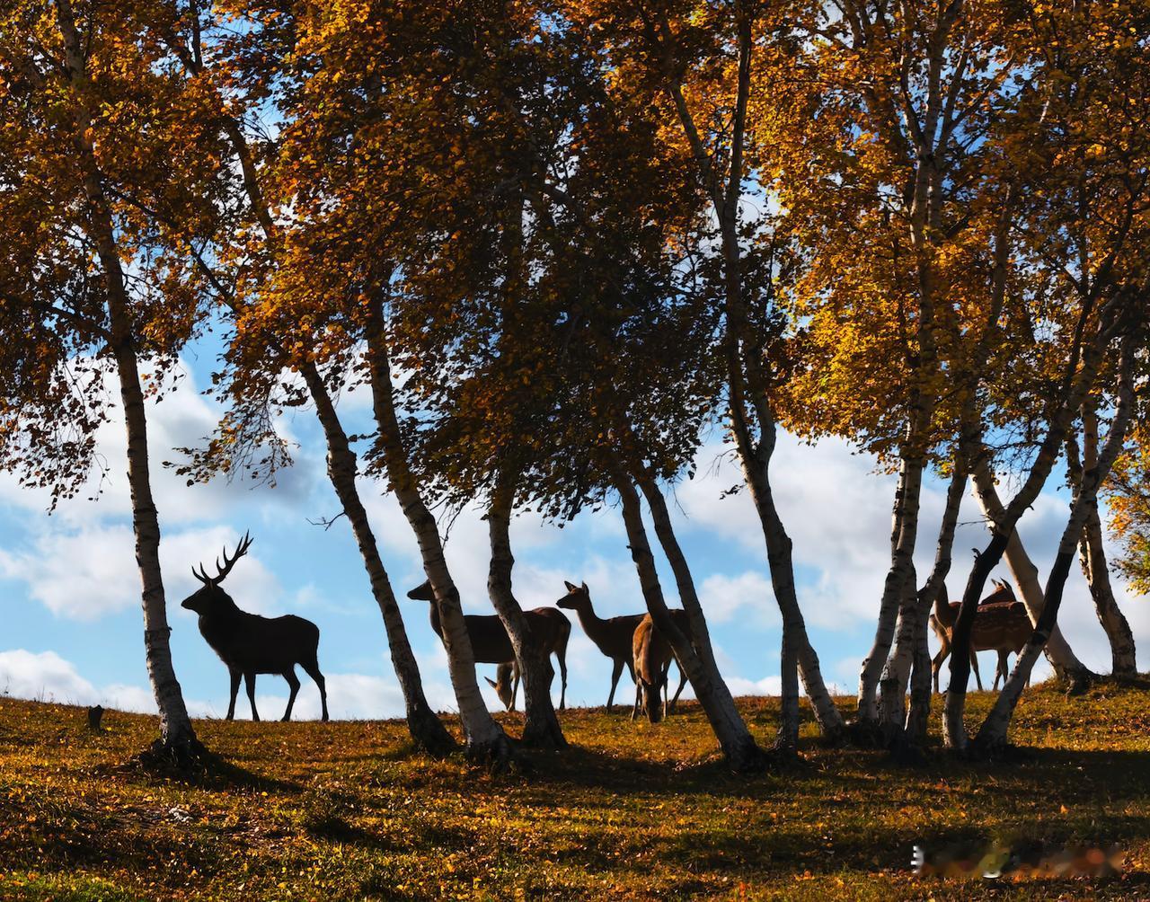 去了一趟坝上草原，没带照相机，只用手机去感受了一下草原的魅力。鹿群在白桦林里安详