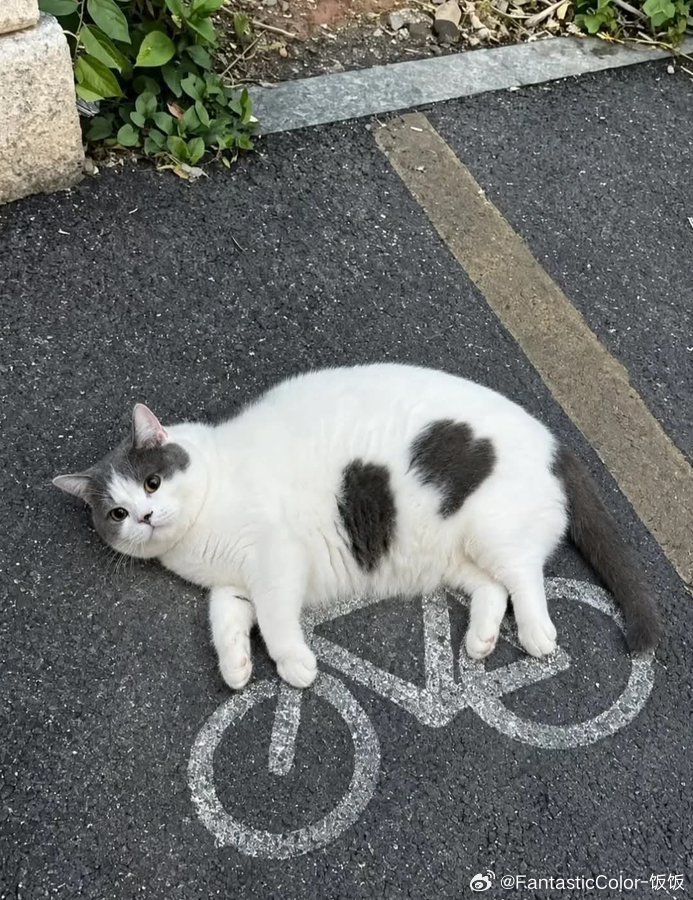 骑车的小咪 ​​​