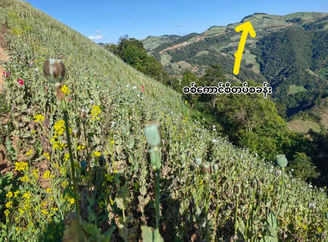 缅甸数十万英亩罂粟花海成网红打卡地，谷歌地图上找不到这条路