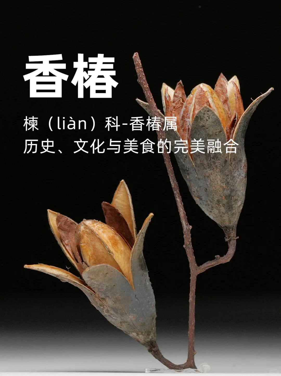 香椿，历史、文化与美食的完美融合