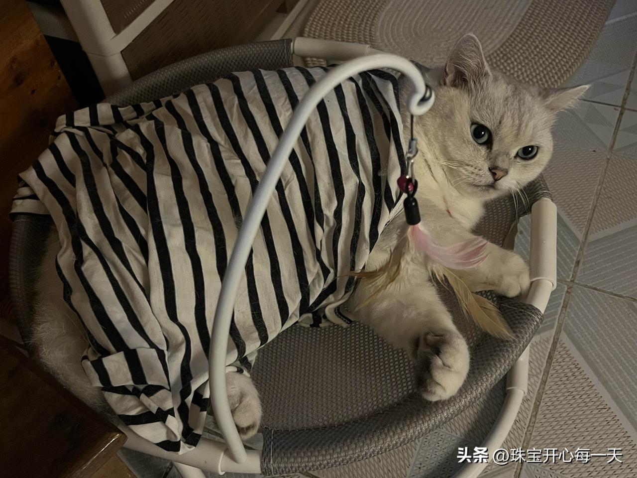 我们家的小咪咪，乖乖的小毛孩。