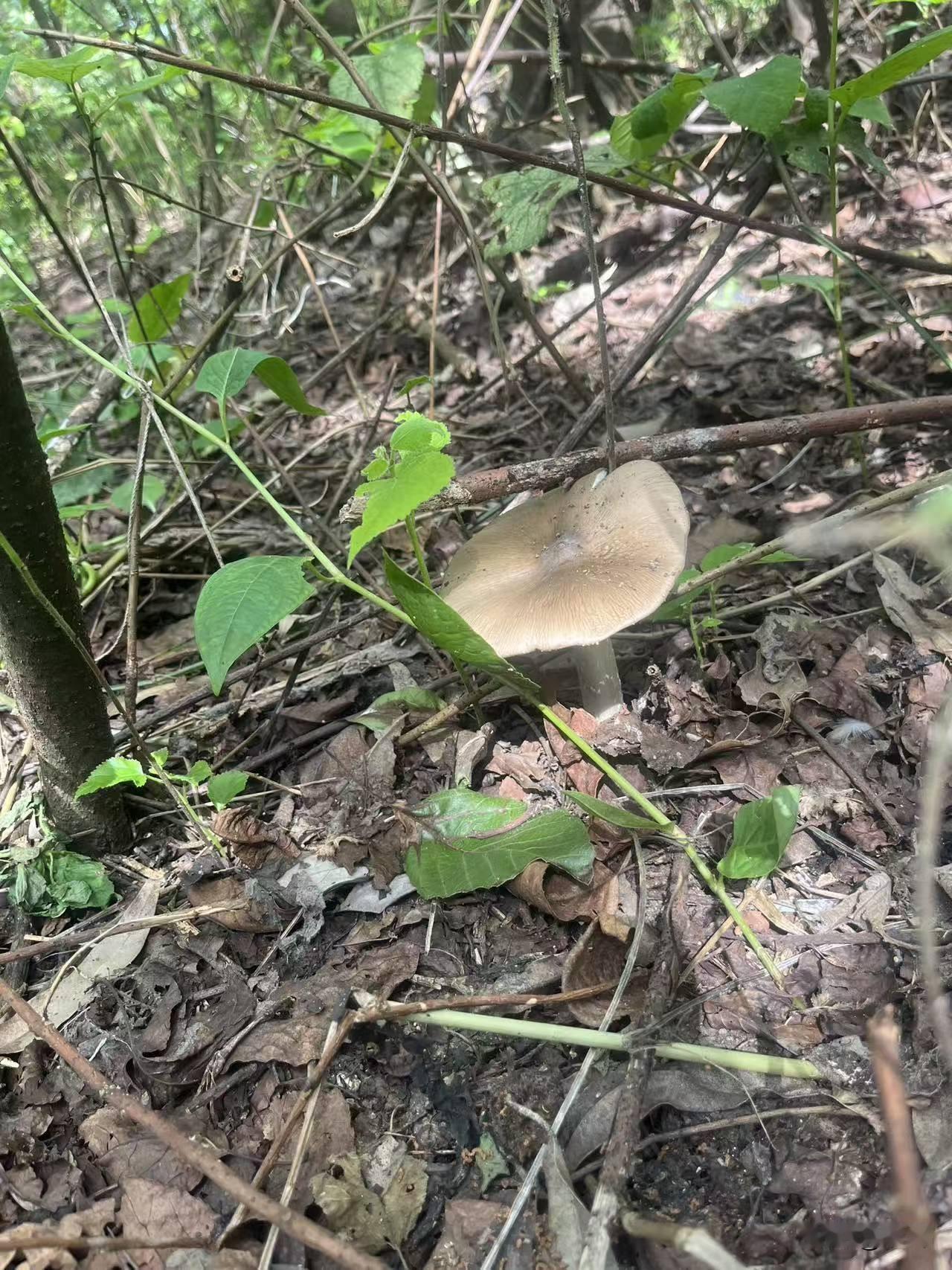 又到山里到处长菌子的季节，刷头条总看见朋友们晒自己上山找到的各种野生菌，看得我心