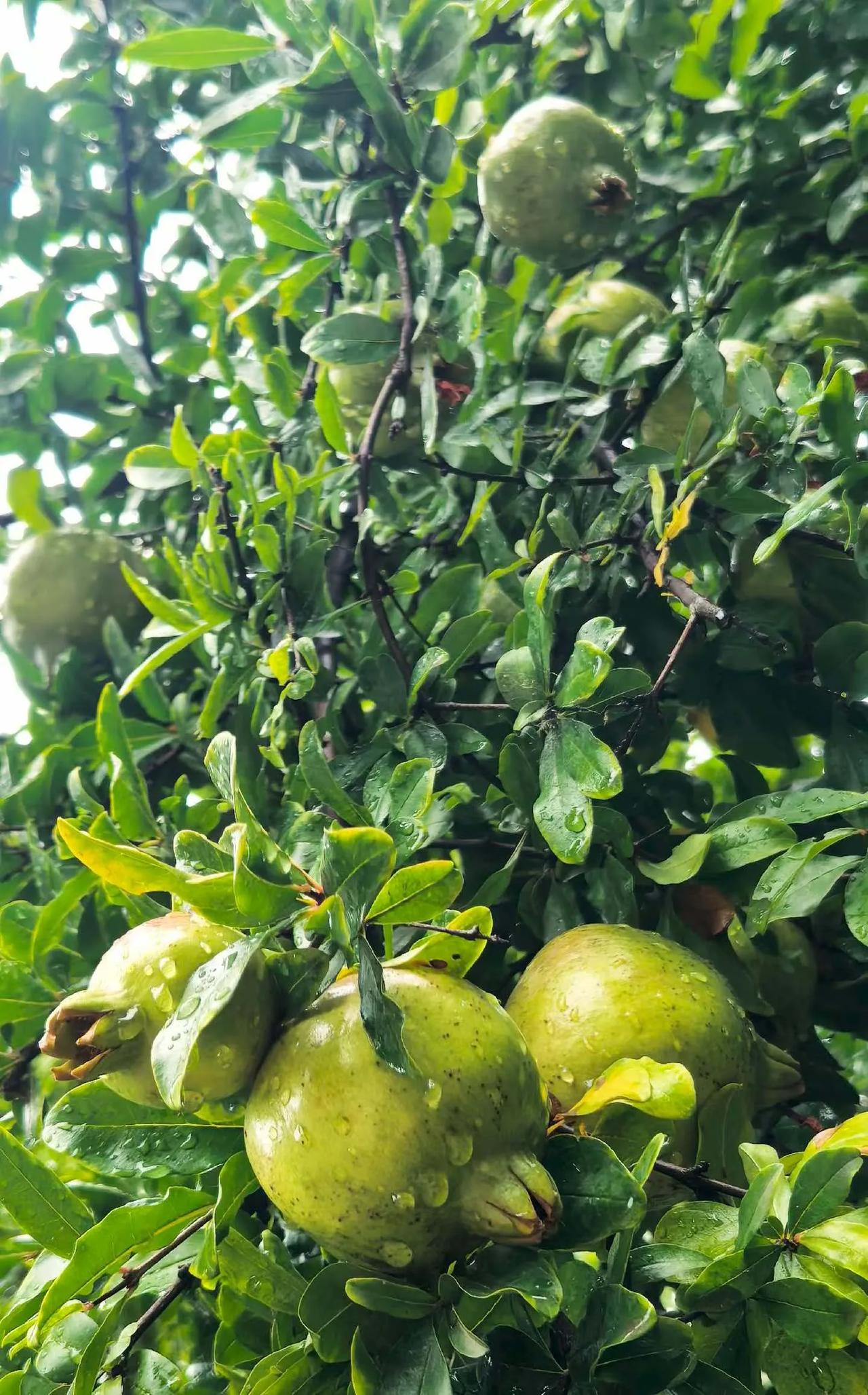 夏日生活打卡季一场细雨落在青石榴上，翠叶托着鲜果，时光慢慢酝酿，静待石榴成熟变红