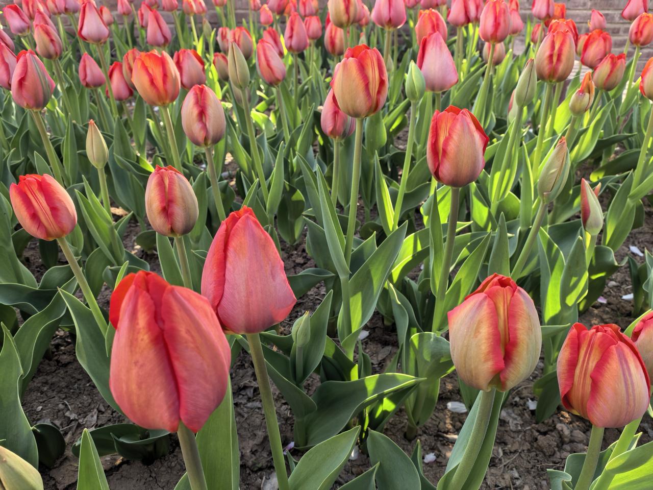 今天打开头条的个人主页，忽然发现有十几篇微头条被系统识别为优秀笔记，并获得了流量