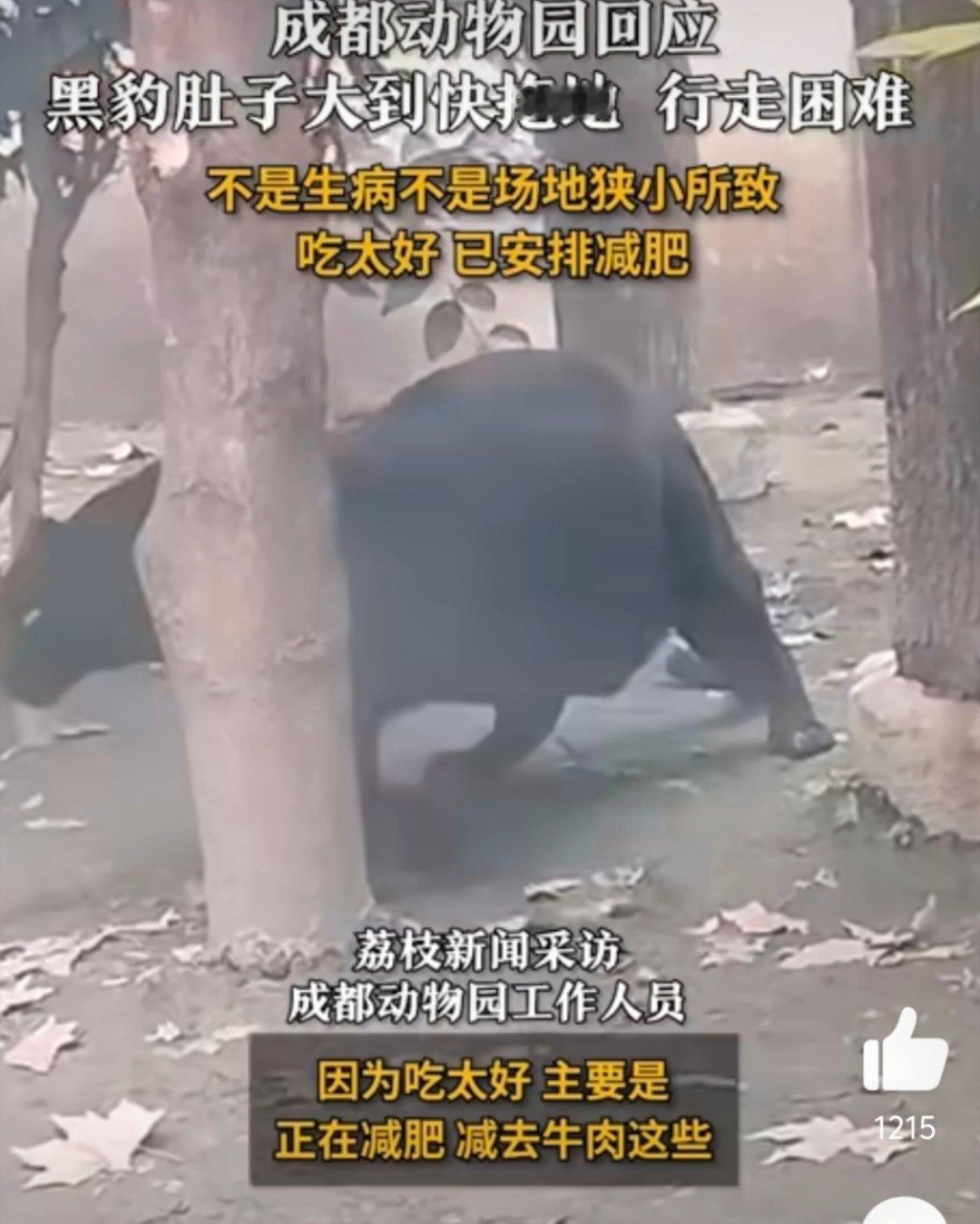 成都动物园回应黑豹肚子大到快拖地胖的吧！动物园太安逸了，一个个都得了三高了！！！