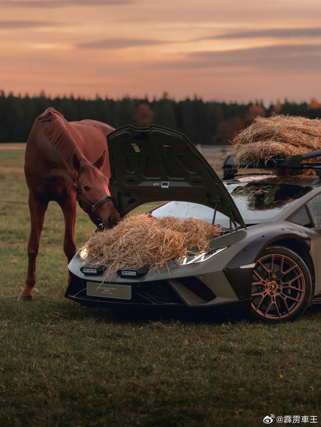 马比车贵见过马吃草 没见过拿兰博基尼喂马吃草兰博基尼汽车