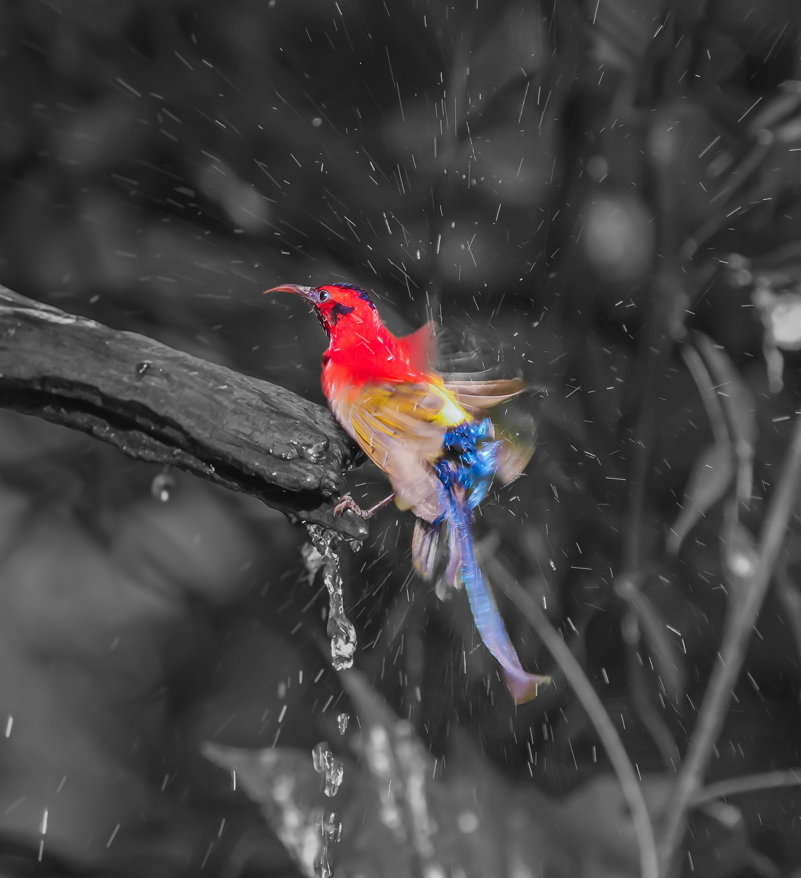 翻相册挖到宝啦！蓝喉太阳鸟✨ 它站在湿树枝上疯狂甩翅膀，水珠跟放烟花似的炸开，它