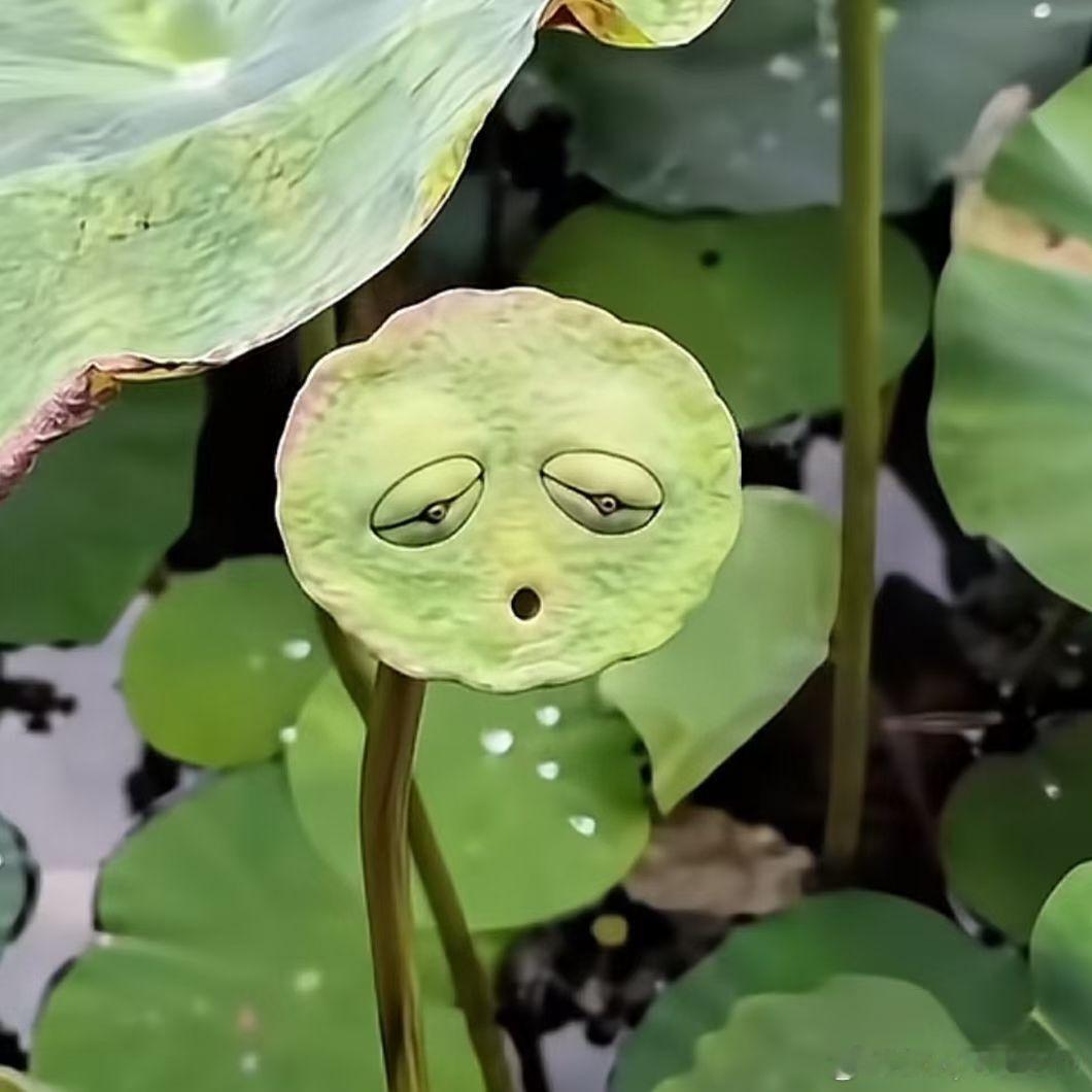 早呀宝宝们 ，好久没营业了