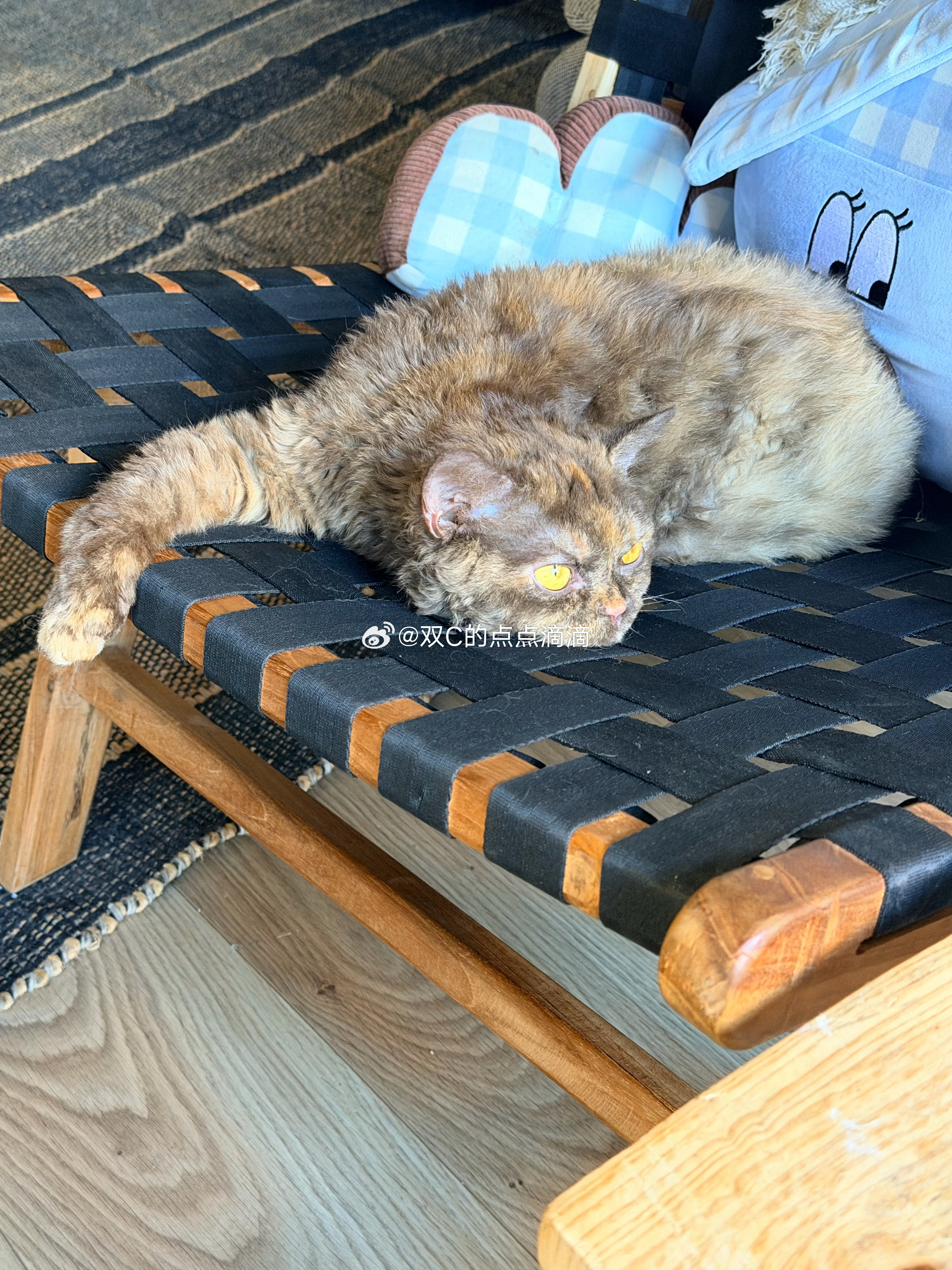 我们妹妹眉毛的地方有三道竖线颜色不一样的因为是玳瑁色嘛 所以看着都是皱眉 生气的