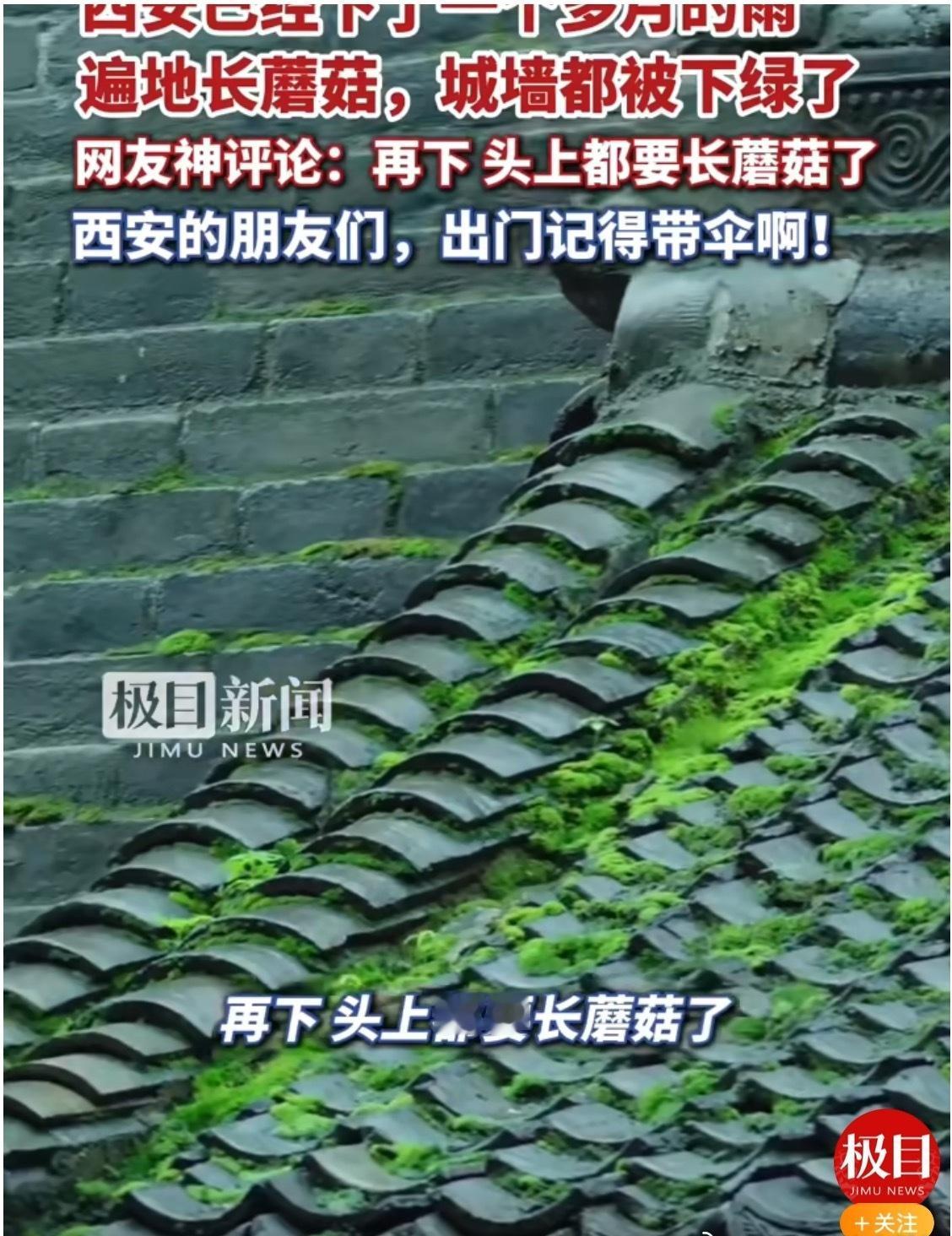 我的家乡盛产蘑菇了
别吃啊，不知道是不是食用菌