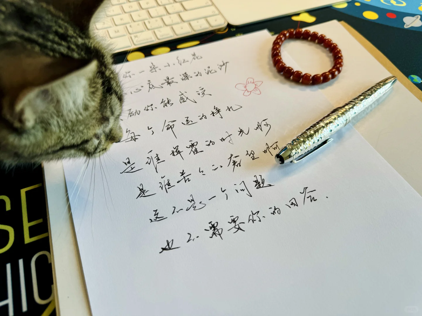 送你一朵小狸花
