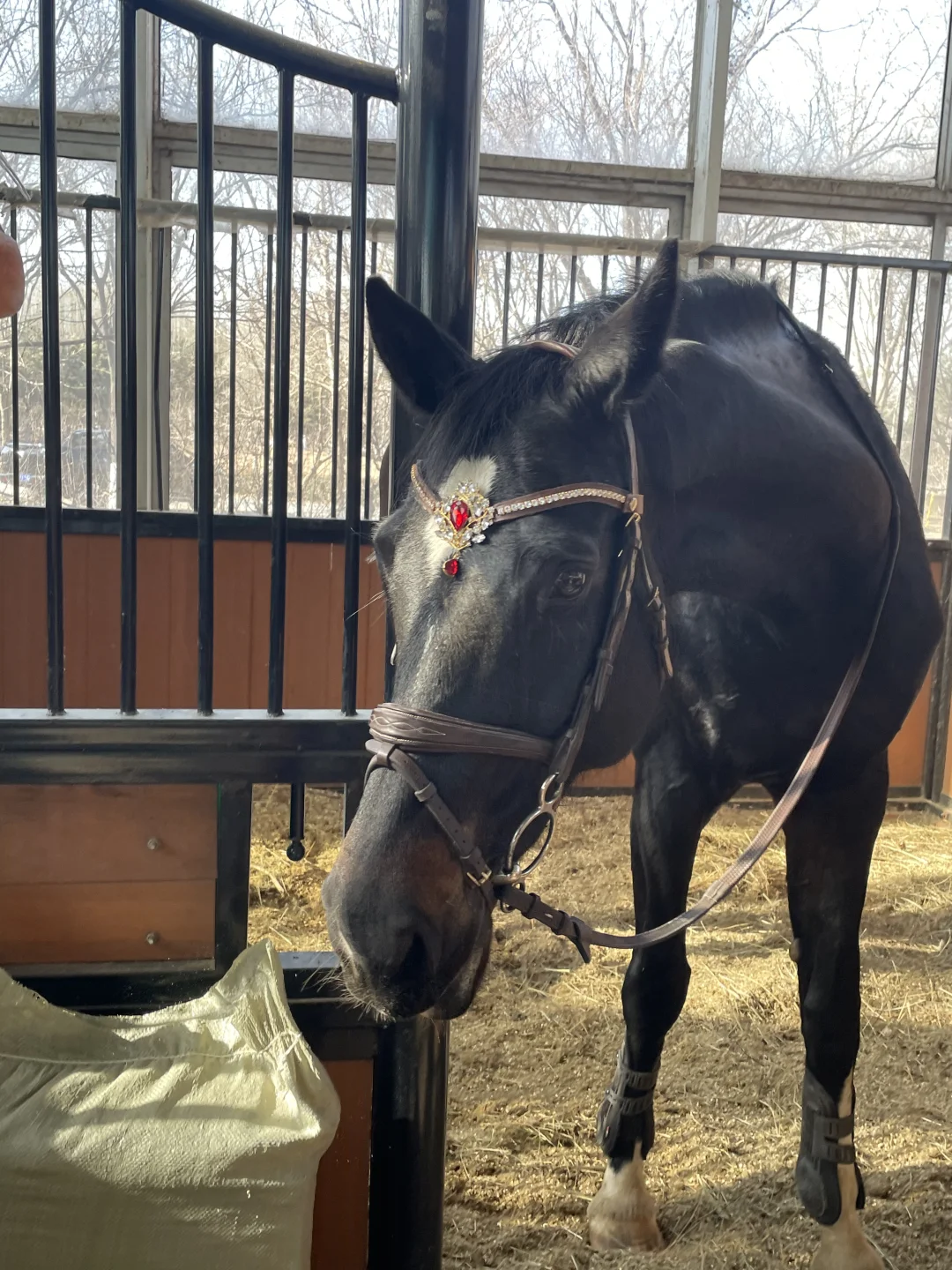 马年初五漂亮小马