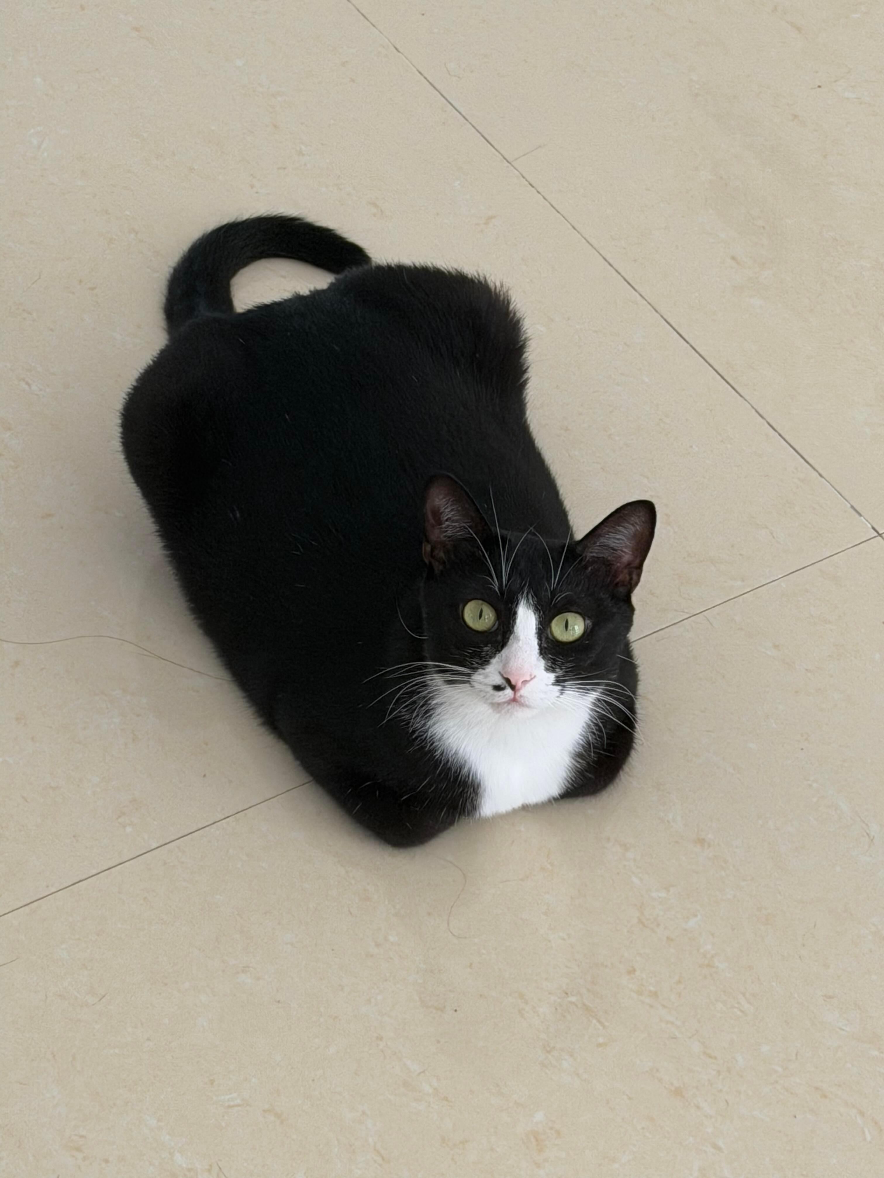 奶牛猫向来方正 