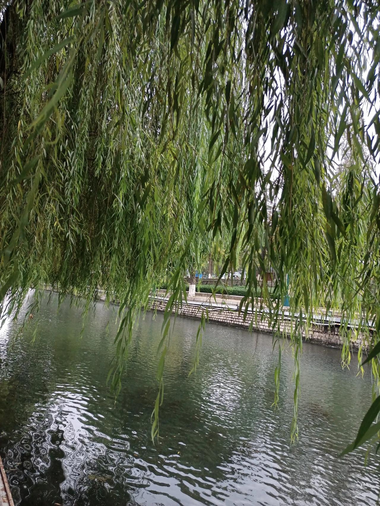 在济南：天气有点小阴，又有点下的微微细雨
来泉城广场护城河这边散散步，看看风景
