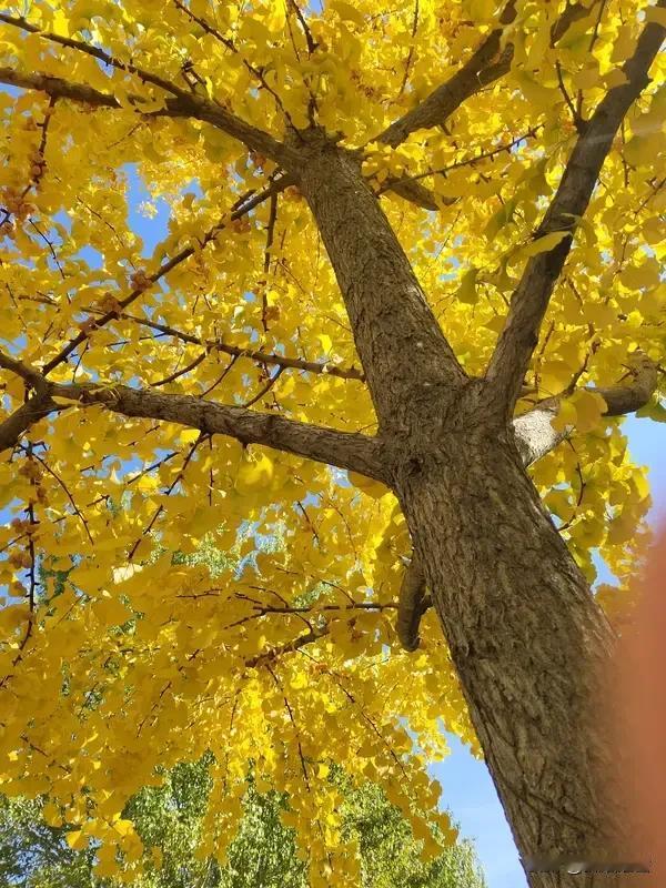 生活便是如此，即便你规划得再周全，也难以尽如人意，倒不如一切随缘。
小时候盼着长