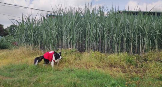 甘蔗一吨才500多块钱，为什么广西那么多地方现在还种着？要知道，甘蔗地里的老鼠，