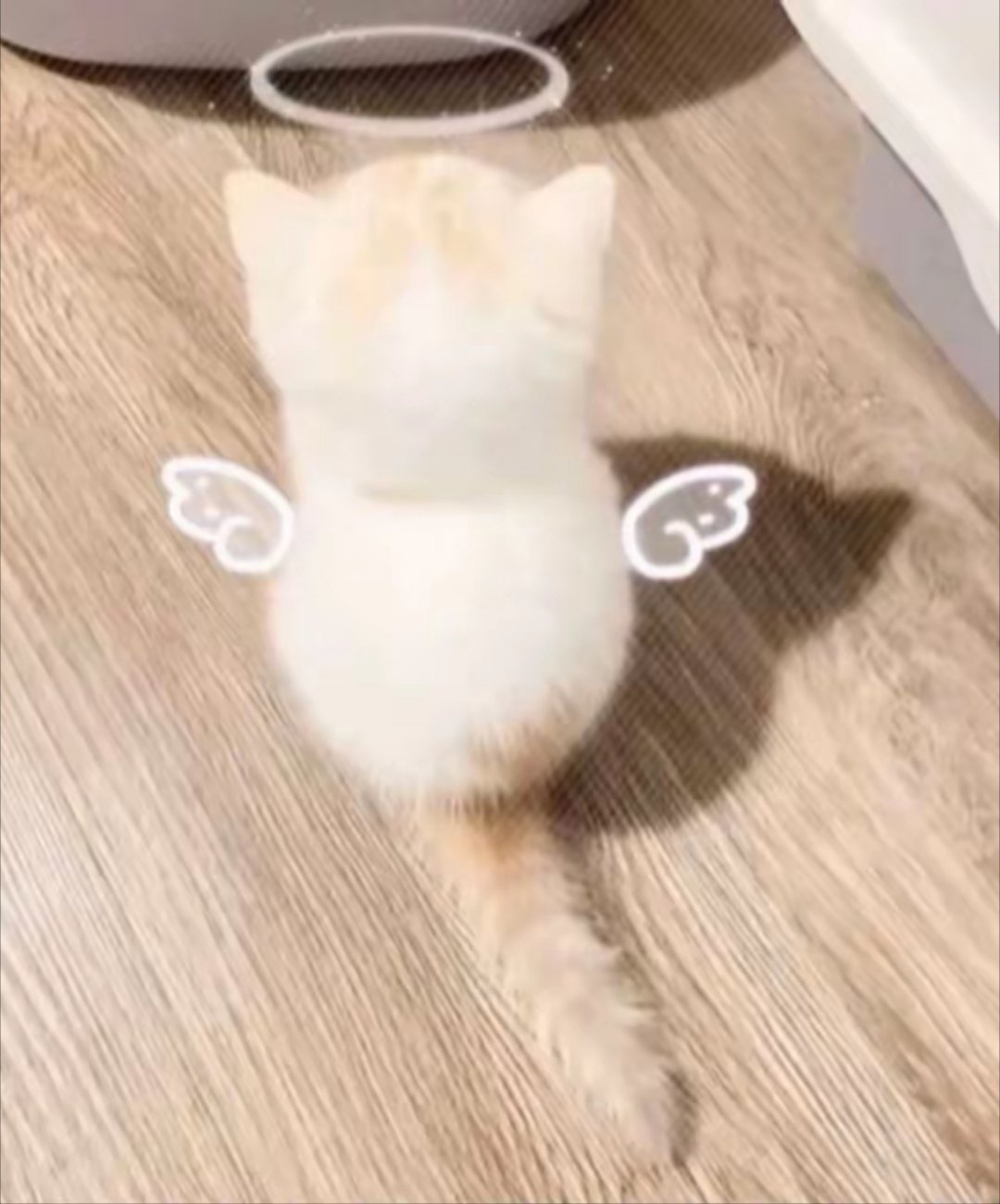 天使小猫猫，毛茸茸控 ​​​