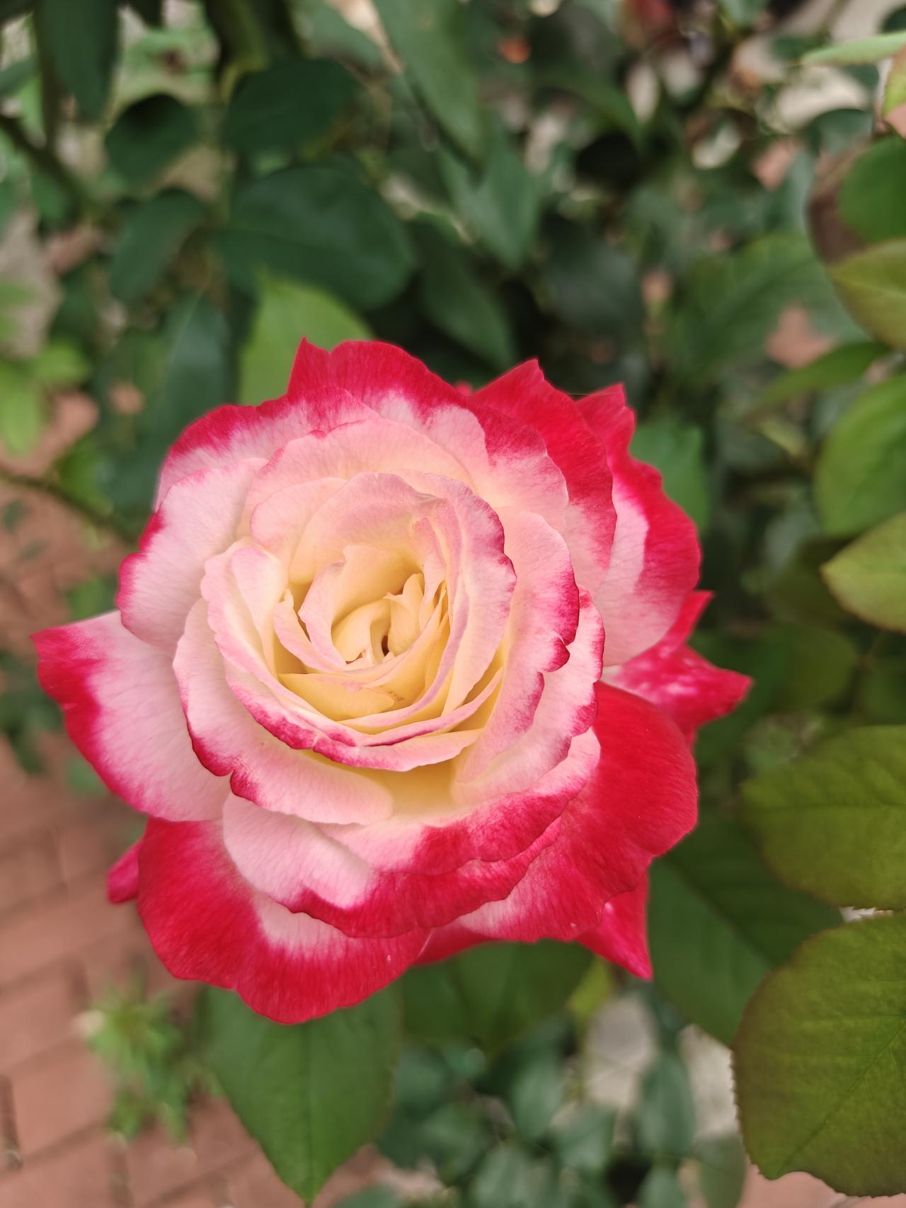 夏日生活打卡季多彩玫瑰