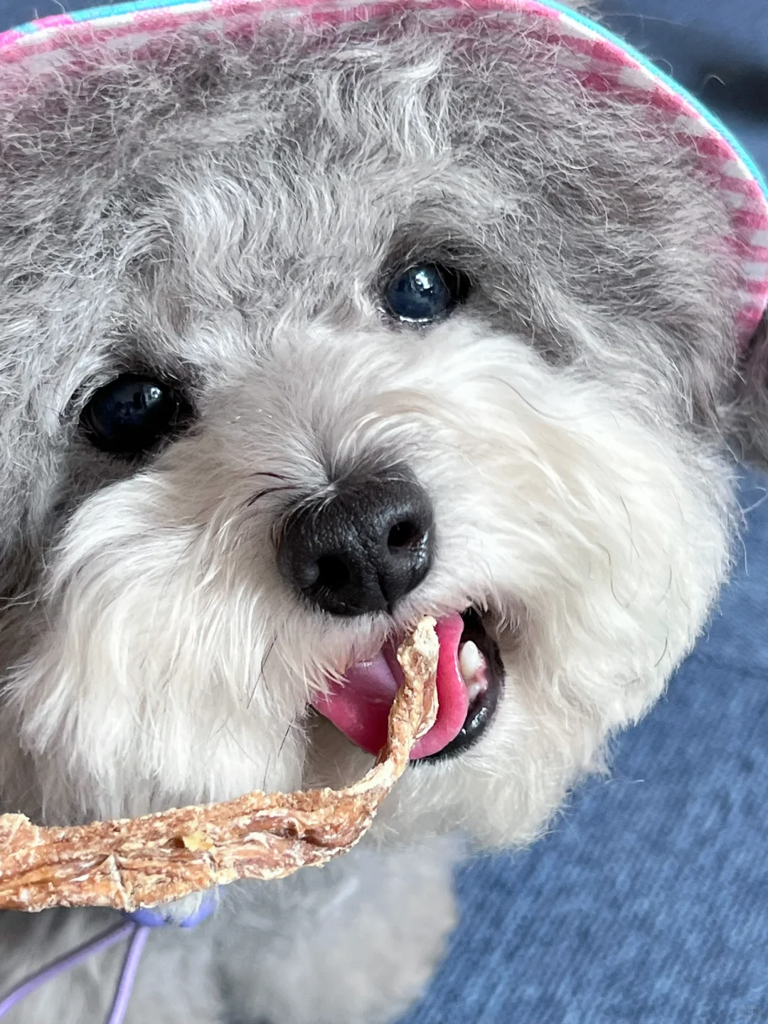 小狗为了一口吃的能有多拼