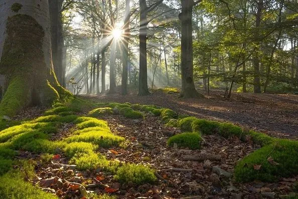 美图欣赏——森林中的宁静时光