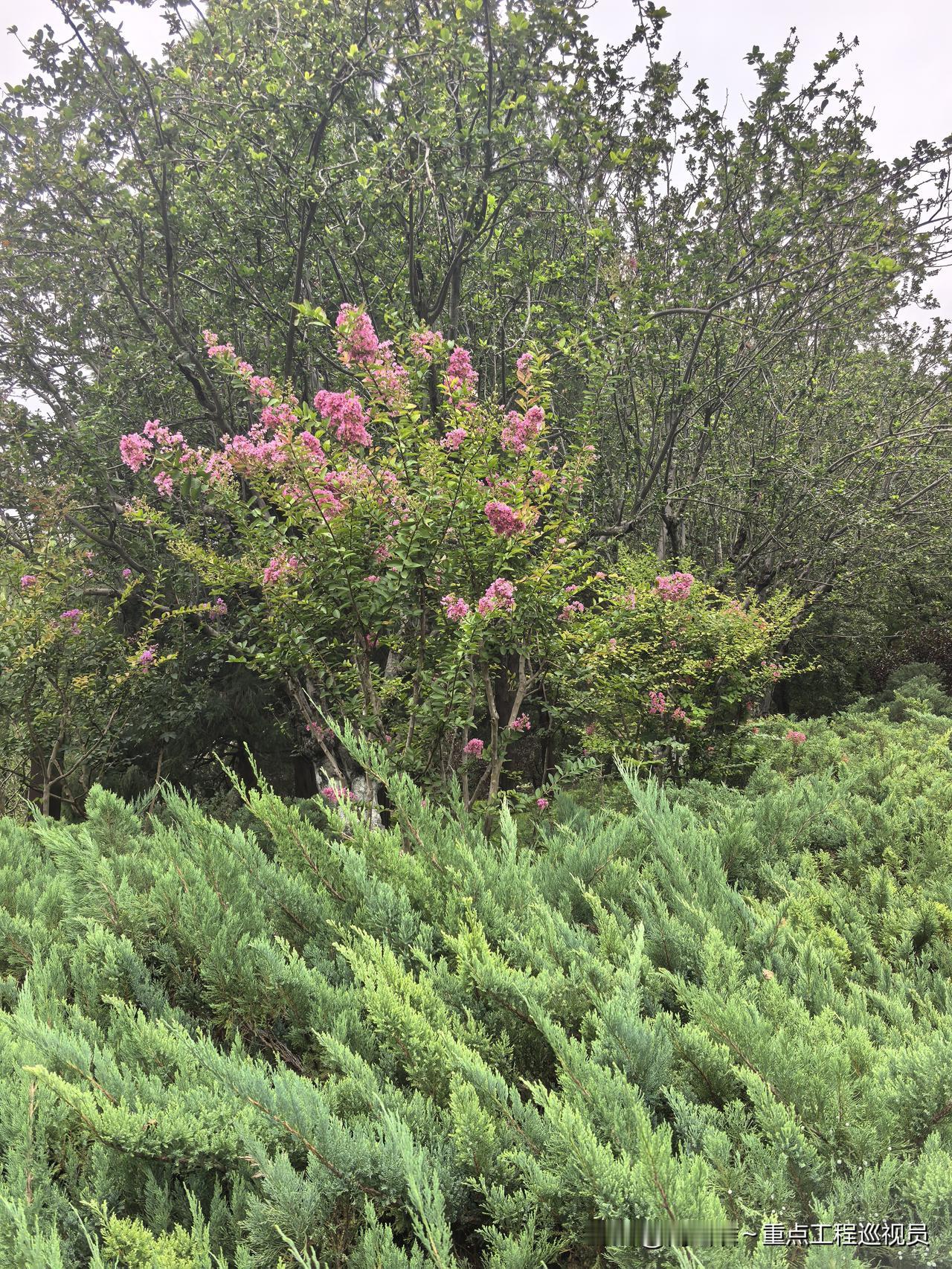 棠悬青果，紫蕊生香，白杨历历，垂柳苍苍。
曾踏寒宵千树雪，亦随新绿步春塘。
满目