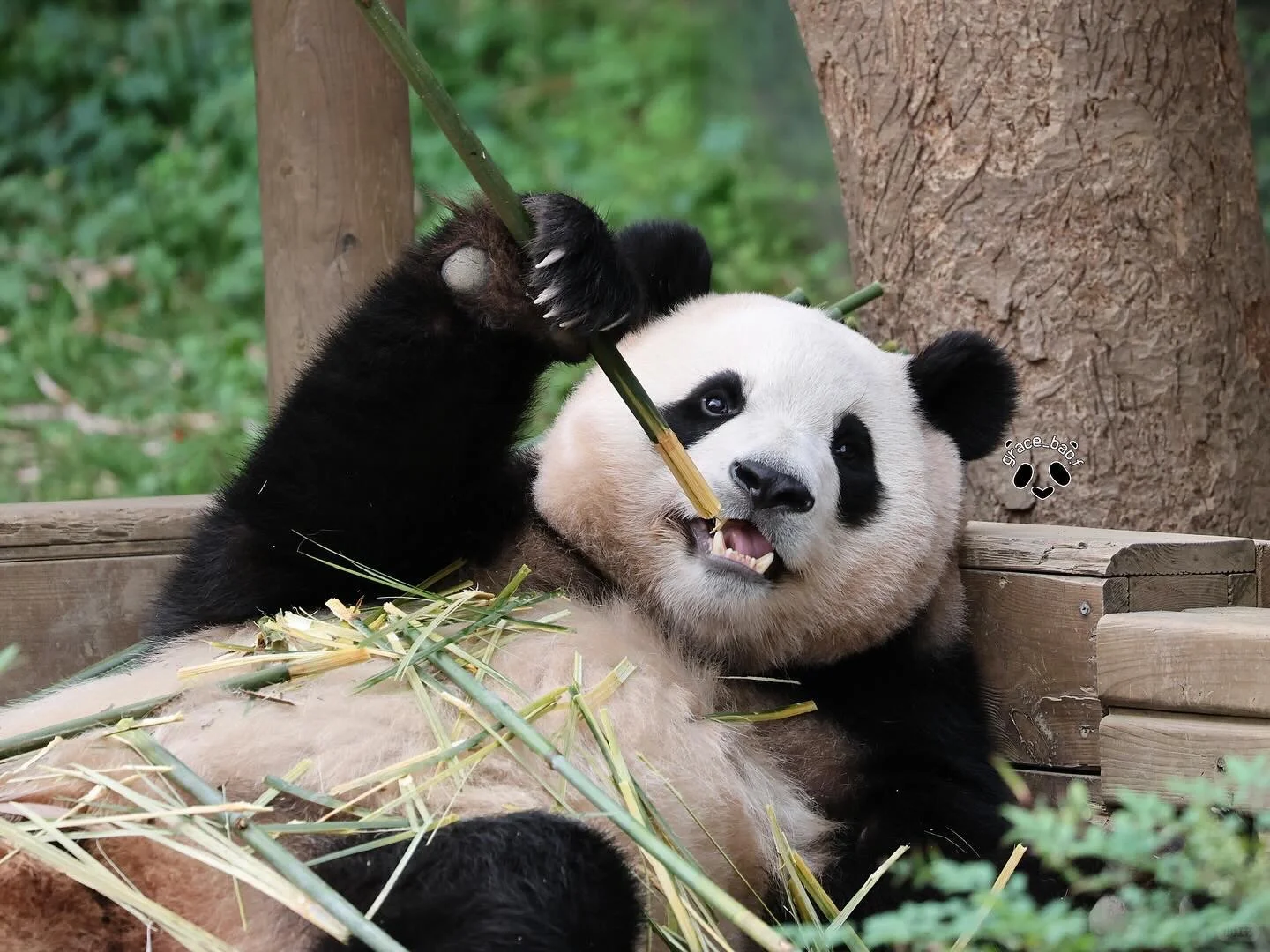 📷23.05.20 一年前的福宝宝🐼爱你哦😘